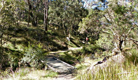 Wollomombi Walking Track - Accommodation Kalgoorlie 0