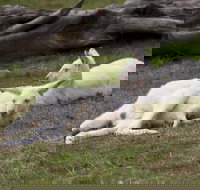 Yarra Valley Nocturnal Zoo - Accommodation Kalgoorlie