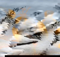 Gannets in Portland - Accommodation Kalgoorlie
