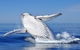 Marine Life Encounters - thumb 0
