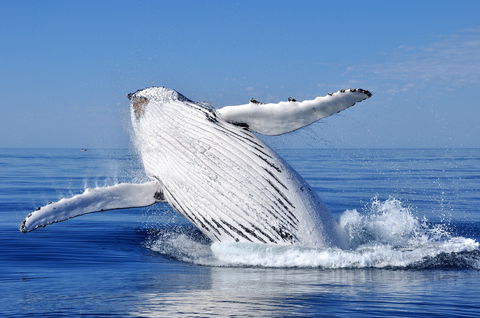 Marine Life Encounters - Accommodation Kalgoorlie 0