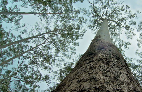 O'Sullivans Gap Picnic Area - Accommodation Kalgoorlie 0