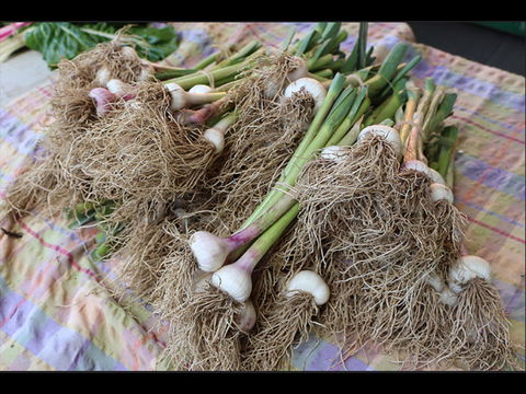 Queanbeyan Park Market - Accommodation Kalgoorlie 0