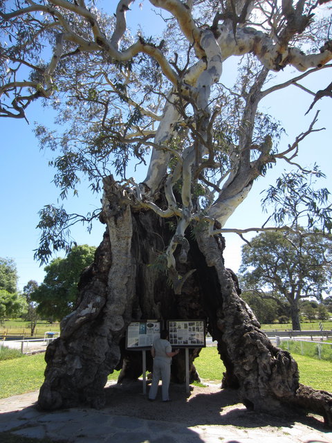 The Herbig Family Tree - Accommodation Kalgoorlie 0
