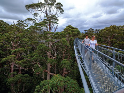 Valley Of The Giants Tree Top Walk - Accommodation Kalgoorlie 2