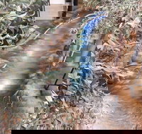 Barmah Forest Heritage and Education Centre - Nathalia - Accommodation Kalgoorlie