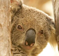 Koala Reserve - Accommodation Kalgoorlie