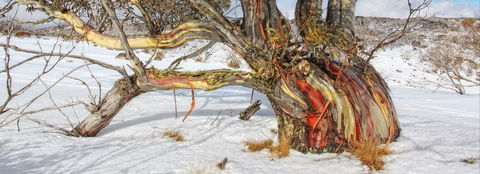 Kramer Photography Rainforest Gallery - Accommodation Kalgoorlie 1