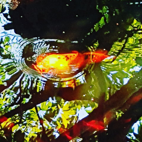 The Fernery At Diamond Waters - Accommodation Kalgoorlie 2