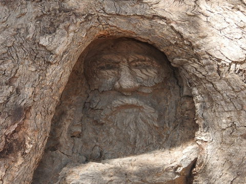 The Face Tree Near Burke And Wills Dig Tree - Accommodation Kalgoorlie 0