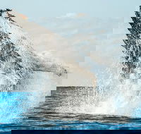 Premier Whale Watching Byron Bay - Accommodation Kalgoorlie