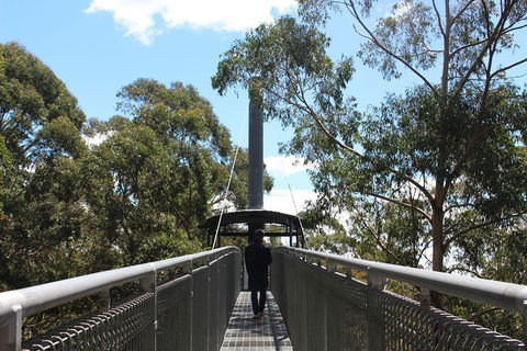 Illawarra Fly Treetop Adventures Admission Including Zipline Tour - Accommodation Kalgoorlie 2