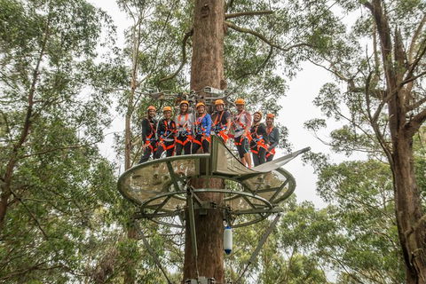 Illawarra Fly Treetop Adventures Admission Including Zipline Tour - Accommodation Kalgoorlie 4