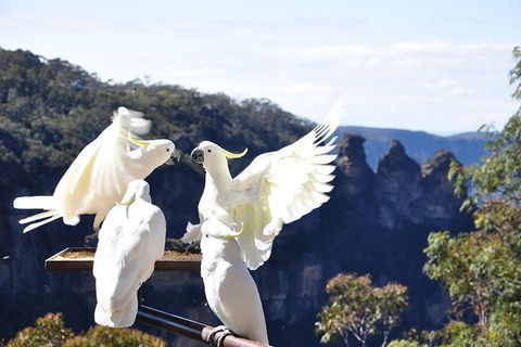 All-Inclusive Blue Mountains Tour In A Luxury Mercedes Sprinter - Accommodation Kalgoorlie 1