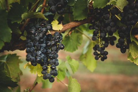 Hideaway Private Tours Hunter Valley - Accommodation Kalgoorlie 9