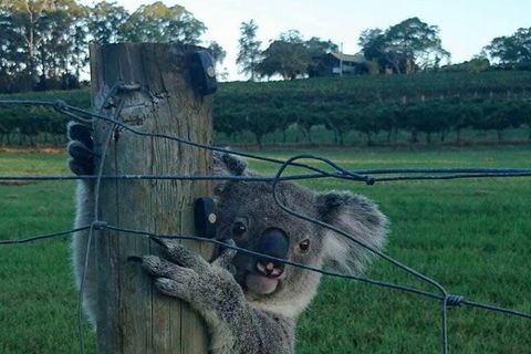 The Secret Vines Experience Port Macquarie - Accommodation Kalgoorlie 1