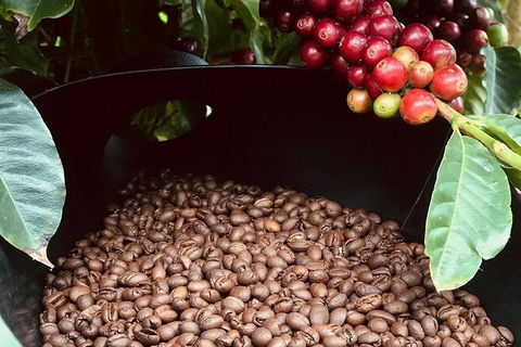Coffee Farm Tour And Workshop, Byron Bay Hinterland - Accommodation Kalgoorlie 1