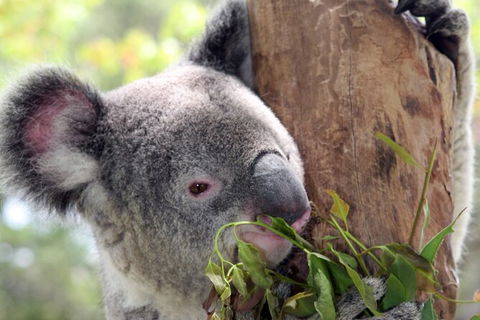 Private 10-hour Tour To Blue Mountains From Sydney - Hotel Pick Up & Drop Off - Accommodation Kalgoorlie 2