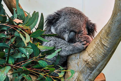 Blue Mountains Highlights & Wildlife Park - Accommodation Kalgoorlie 1