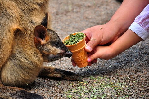 Blue Mountains Highlights, Wildlife Park And Scenic World Full Day Private Tour - Accommodation Kalgoorlie 3