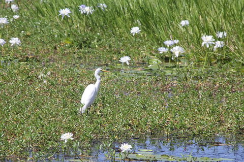 Jumping Crocs & Nature Adventure Cruise From Darwin - Accommodation Kalgoorlie 1