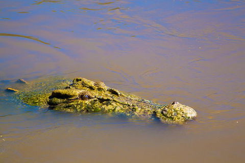Jumping Crocs & Nature Adventure Cruise From Darwin - Accommodation Kalgoorlie 9