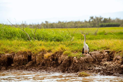 Jumping Crocs & Nature Adventure Cruise From Darwin - Accommodation Kalgoorlie 4