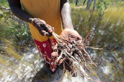 Gay-Wu Woman\'s 5 Day Yolngu Homeland Tour - Accommodation Kalgoorlie 10