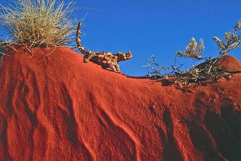 Alice Springs, Uluru Ayers Rock & Kings Canyon 8 Days Touring Package - Accommodation Kalgoorlie 4