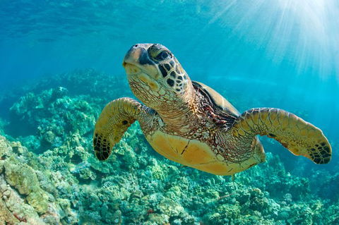 All Inclusive Dolphin And Tangalooma Wrecks Cruise - Accommodation Kalgoorlie 6