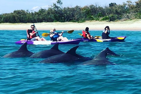 Half Day Dolphin Kayaking And Snorkeling Tour - Accommodation Kalgoorlie 1