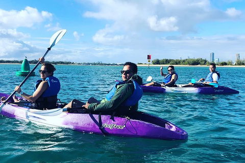 Half Day Dolphin Kayaking And Snorkeling Tour - Accommodation Kalgoorlie 5