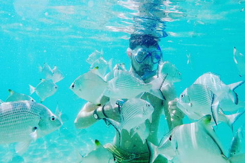 Half Day Dolphin Kayaking And Snorkeling Tour - Accommodation Kalgoorlie 3