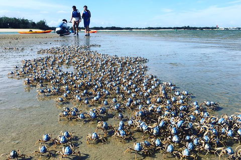 Half Day Dolphin Kayaking And Snorkeling Tour - Accommodation Kalgoorlie 10
