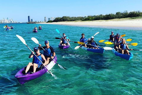 Half Day Dolphin Kayaking And Snorkeling Tour - Accommodation Kalgoorlie 11