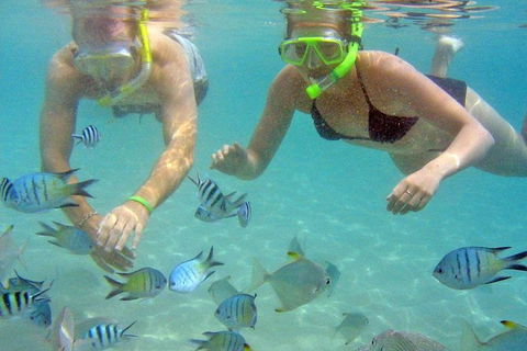 Half Day Dolphin Kayaking And Snorkeling Tour - Accommodation Kalgoorlie 4