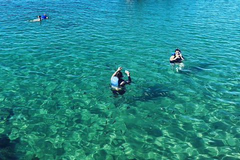 Half Day Dolphin Kayaking And Snorkeling Tour - Accommodation Kalgoorlie 12