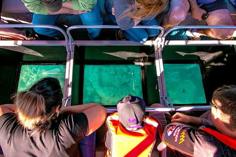 Airlie Beach Glass Bottom Boat Tour - Accommodation Kalgoorlie 4