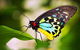 Australian Butterfly Sanctuary - thumb 0