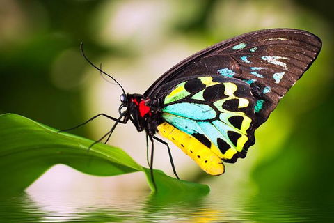 Australian Butterfly Sanctuary - Accommodation Kalgoorlie 0