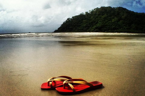 Daintree And Cape Tribulation Full Day Guided Tour - Accommodation Kalgoorlie 7