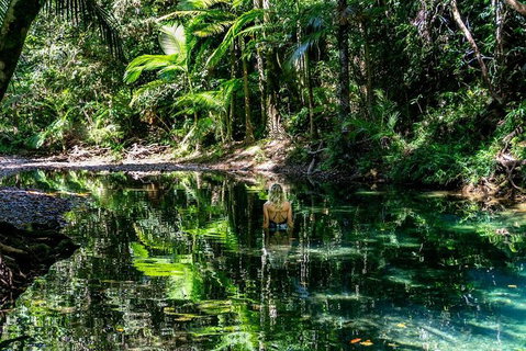 Daintree And Cape Tribulation Full Day Guided Tour - Accommodation Kalgoorlie 8