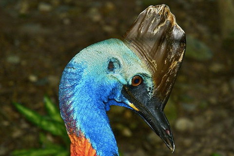 Daintree And Cape Tribulation Full Day Guided Tour - Accommodation Kalgoorlie 3