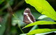 Daintree And Cape Tribulation Full Day Guided Tour - thumb 6