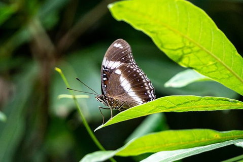 Daintree And Cape Tribulation Full Day Guided Tour - Accommodation Kalgoorlie 6