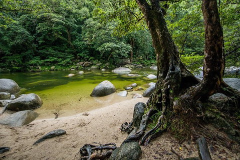 Daintree And Cape Tribulation Full Day Guided Tour - Accommodation Kalgoorlie 5