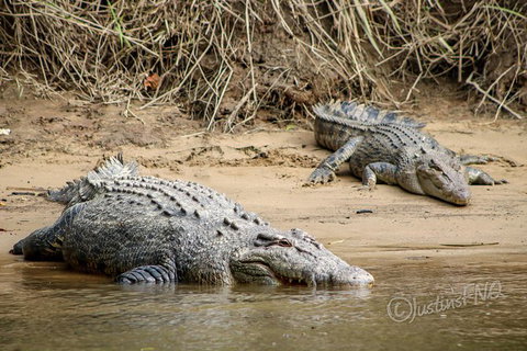 Daintree And Cape Tribulation Full Day Guided Tour - Accommodation Kalgoorlie 2
