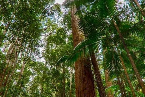 3-Day Fraser Island Hiking And 4WD Adventure From Hervey Bay - Accommodation Kalgoorlie 1