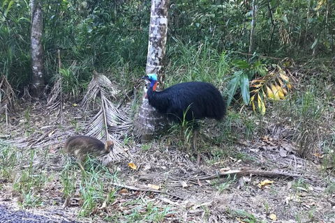 Daintree Luxury Limousine Tour - Full Day - Accommodation Kalgoorlie 8