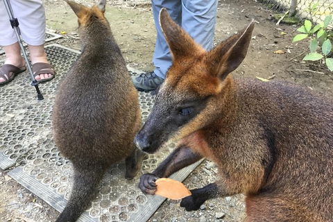 Daintree Luxury Limousine Tour - Full Day - Accommodation Kalgoorlie 7